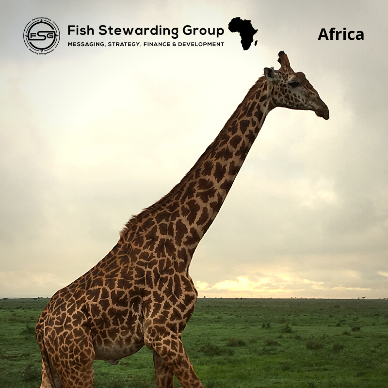 An image of a tall giraffe walking across a grassy plain with a cloudy sky I the background before sunset. In the upper right corner is the word Africa in black text. In the middle is a black graphic outline the shape of Africa. Then to the far left is the FSG logo in black. The logo has the letters FSG in the middle with a circle with four pointed arrows facing north, south, east and west with the S connected to that circle. Four rounded lines make the next circle of the circle and the last layer is a thin circle with the text on the Bottom that reads Stewarding Strategist Solutions and on top, the text reads Fish Stewarding Group. To the right of the logo is the text: Fish Stewarding Group and beneath it are the words Messaging, Strategy, Finance and Development.